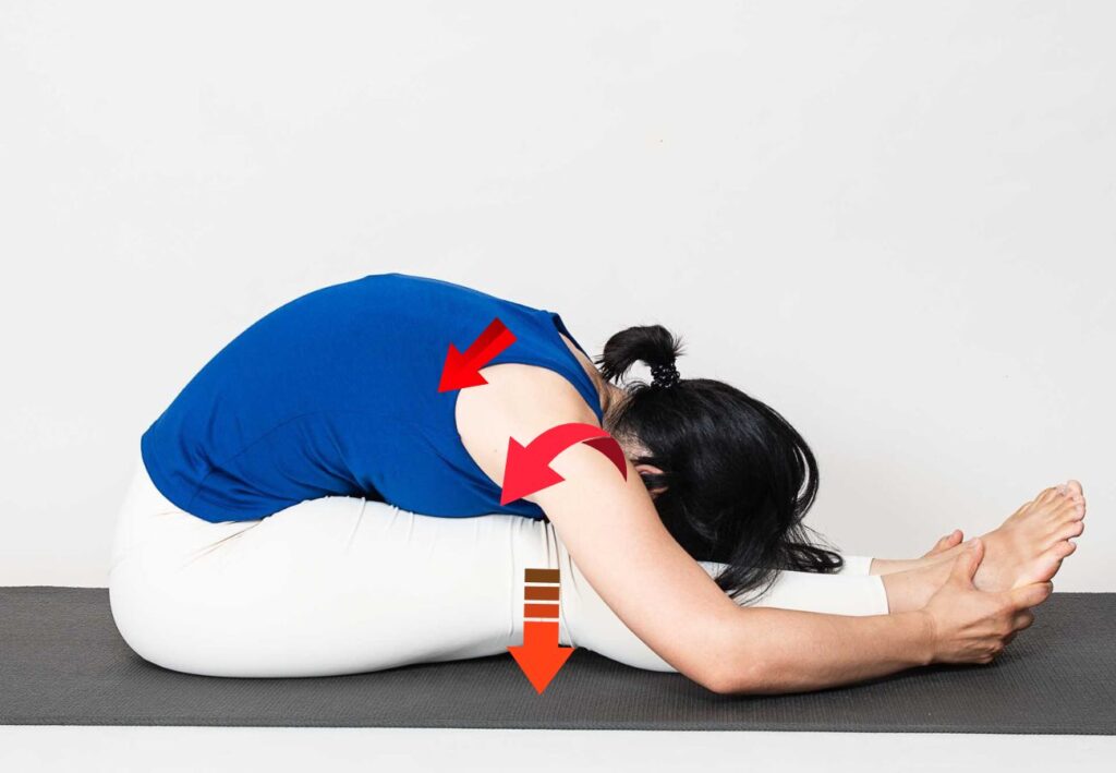 Seated Forward Bend (Paschimottasana) with arrows to explain joint movement.