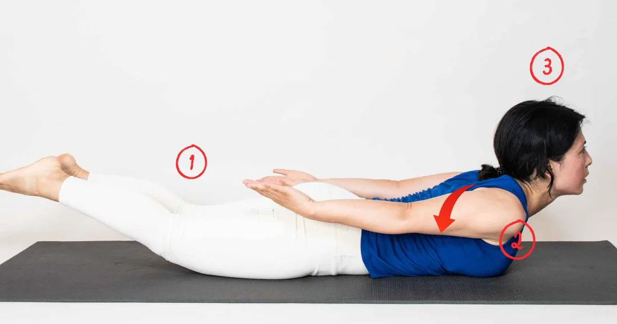 Locust pose (Salabhasana) lifting order. Lift 1) legs, 2) chest, and 3) head.